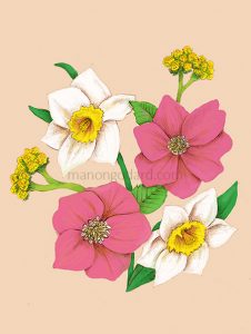 Illustration bouquets de fleurs : narcisses, hellébores, immortelles