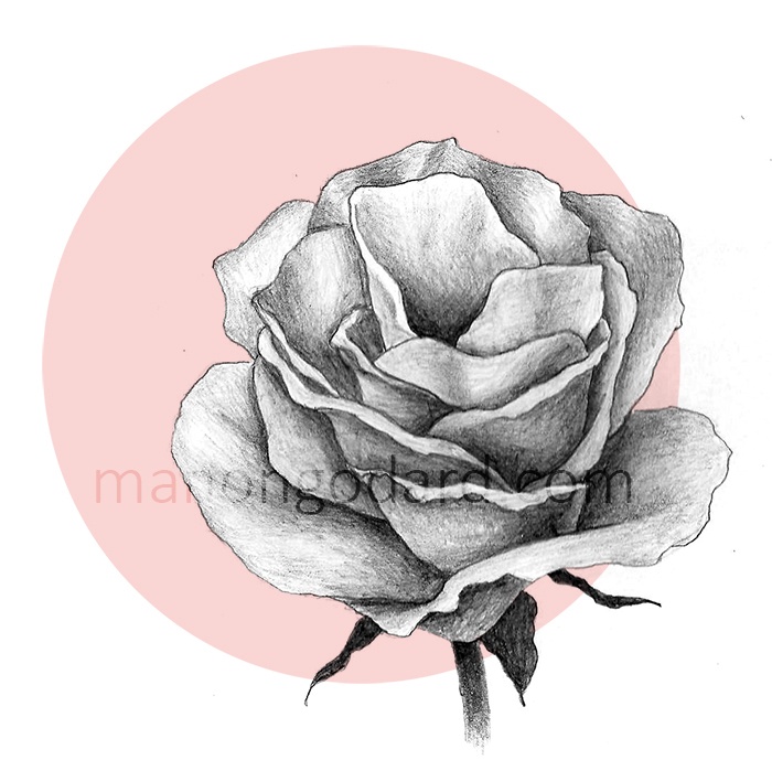 dessin facile rose