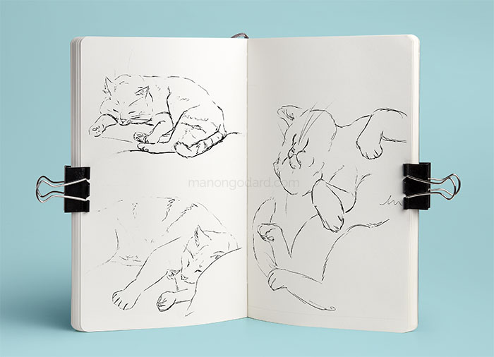 Croquis de chat par Manon Godard