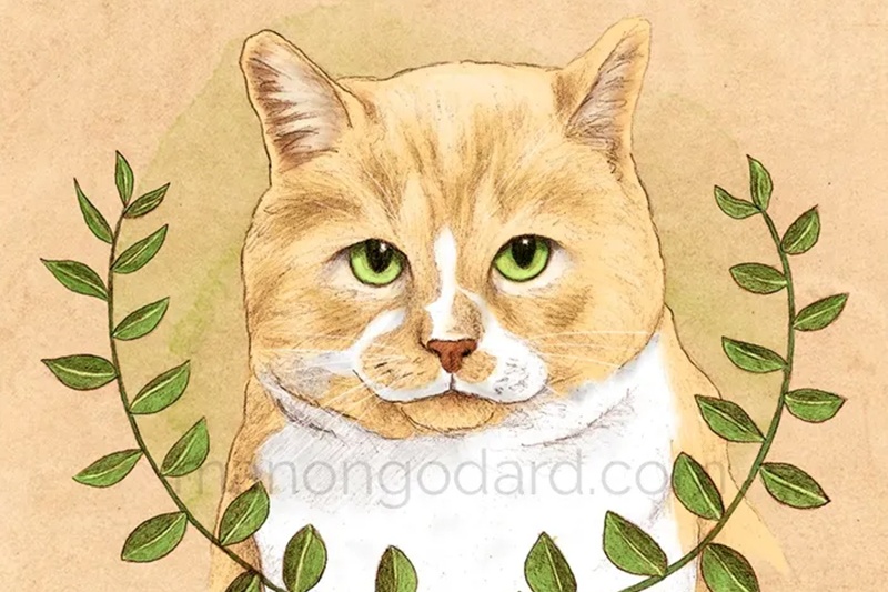 Portraits de chats